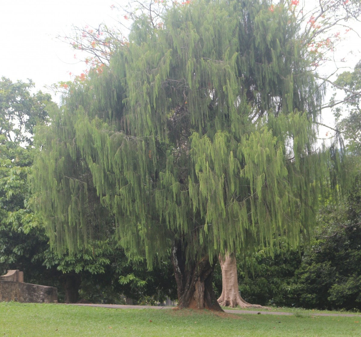 Cupressus